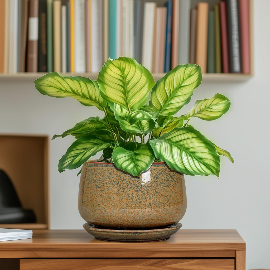 6 Inch Plant Pot - Ceramic Succulent Pots with Drainage and Ceramic Tray, Round Planter for Indoor Outdoor Plants