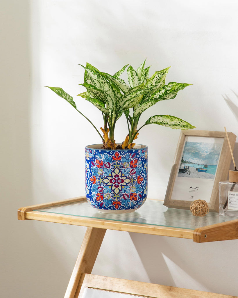 6 Inch Ceramic Plant Pots, Planters with Drainage Hole, Flower Pots Planters Pots for Indoor Plants, Modern Indoor