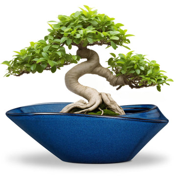 Bonsai Tree Pot - Ceramic Planter Pot with Drainage Hole 12 Inch Bonsai Pots Decorative Orchid Succulent Plant Pots