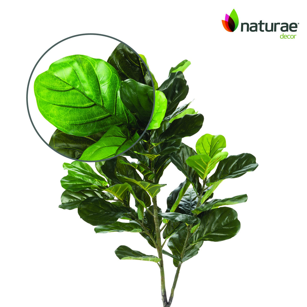 Fiddle Plant - Lifelike Artificial Indoor House Plant - 49 in High
