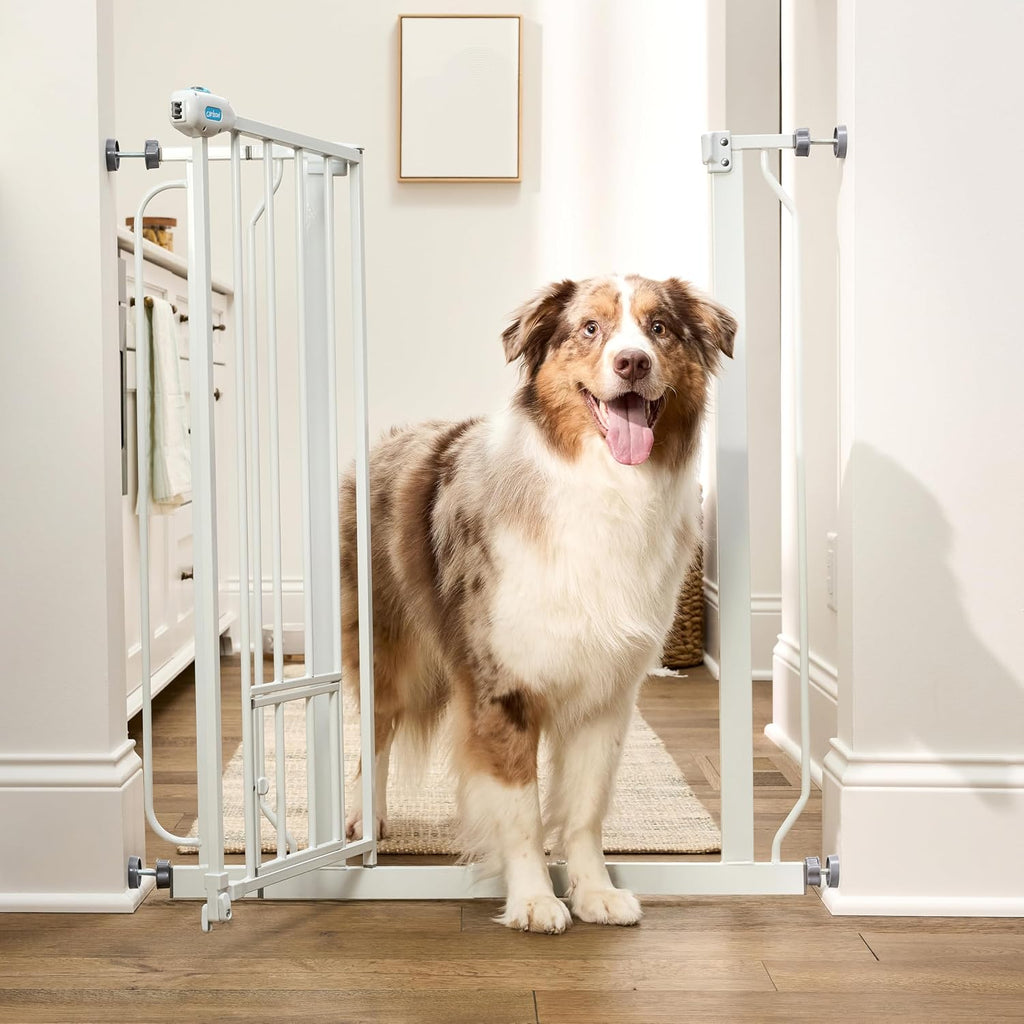 36" Extra Tall Walk Through Dog Gate for Doorways & Bottom of Stairs, Metal Pet Gate with Small Pet Door, Expands