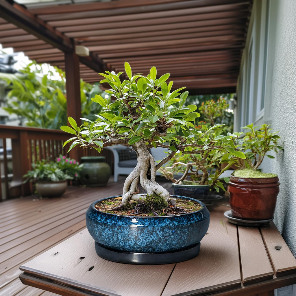 Bonsai Pots - 13 Inch Ceramic Succulent Pots for Indoor Outdoor, Large Succulent Planter with Drainage Hole and