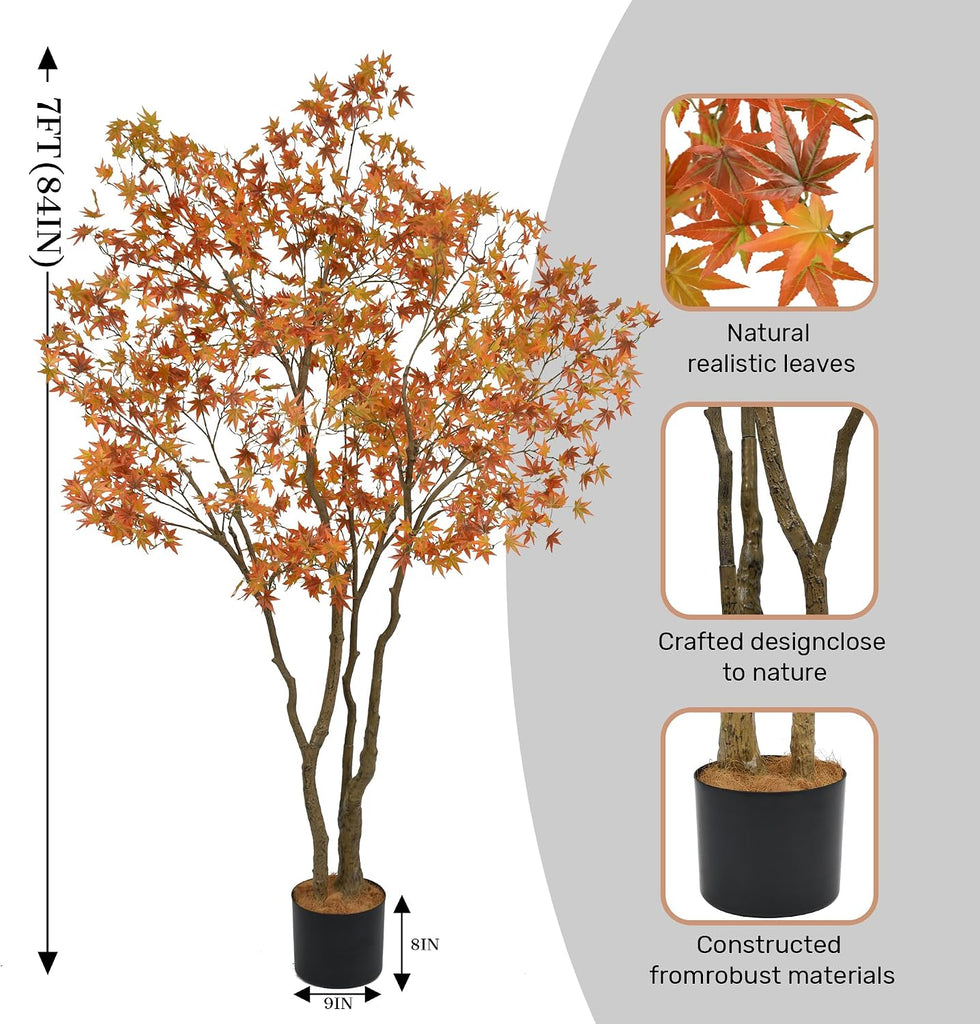 Maple Tree, 7 Feet