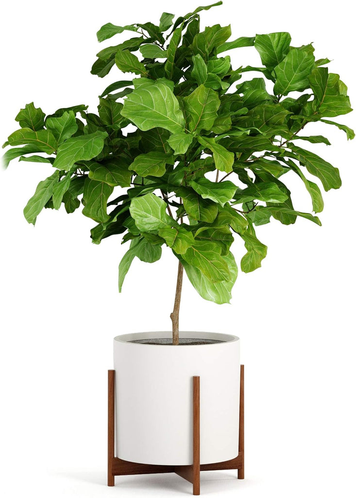 Mid Century Plant Stands for Indoor Planters, Acacia, 14.9 Inch | Plug In Design, Holds 200 lbs, Two High Options