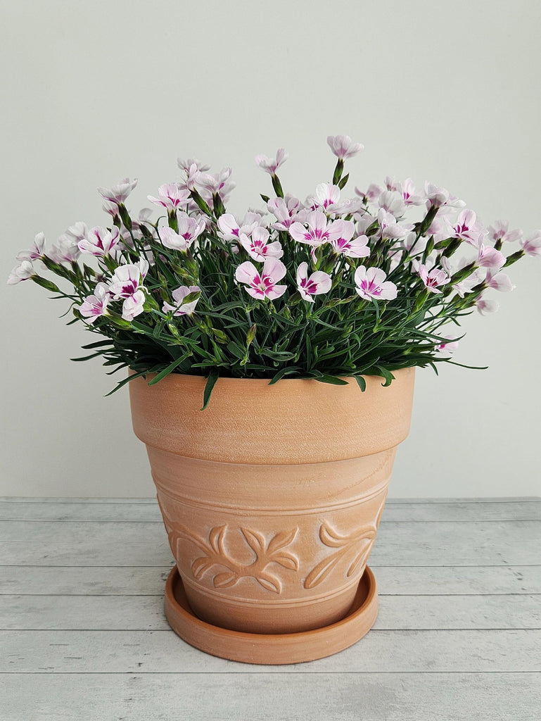 10" Embossed Whitewashed Terracotta Planter with Drainage Hole & Saucer, Rustic Style Unglazed Terracotta Pot for