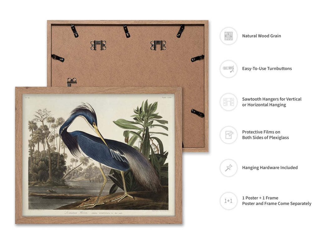 Art Vintage James Audubon Poster - Retro Louisiana Heron Print - Birds of America Art - Gift for Men, Women & Animal