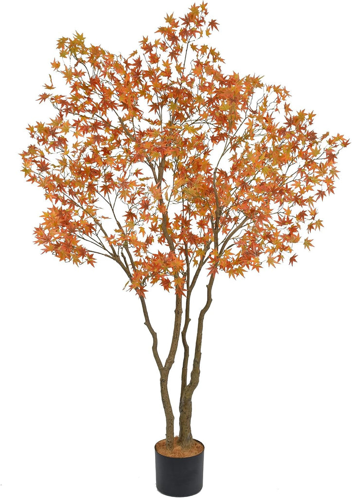 Maple Tree, 7 Feet