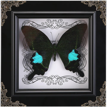 Real Framed Butterfly Specimen, Handmade Butterfly Taxidermy Shadow Box, Goth Gifts for Women, Dark Academia & Witchy