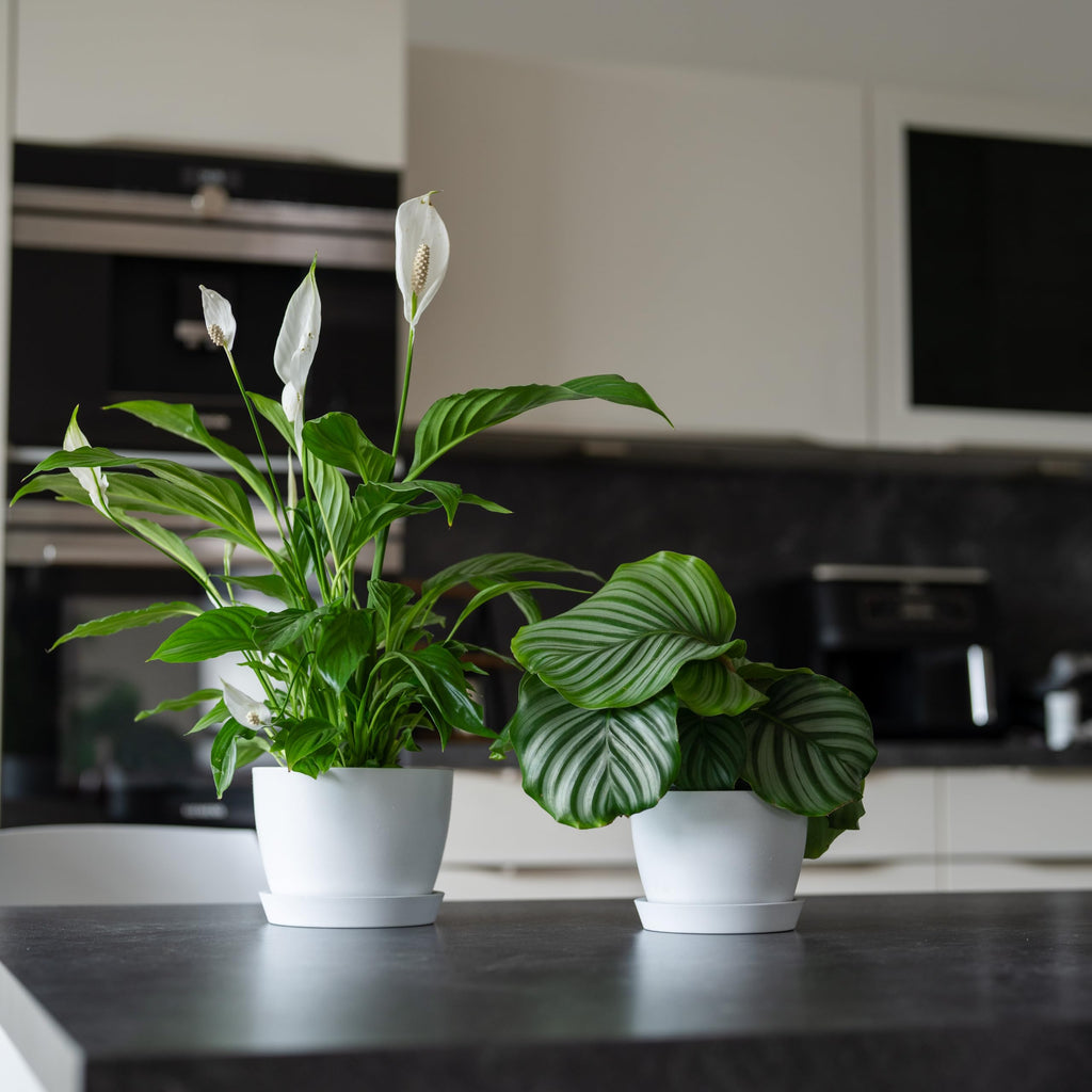Set of 2 Minimalist Plant Pots (6.5" & 5.5") - Modern Indoor Planters with Drainage & Saucers & Plugs - Durable