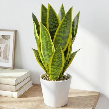 Artificial Snake Plants in White Pot, 15.5'' Sansevieria Potted Plant, Modern Fake Greenery for Desk, Indoor