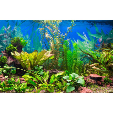 Aquarium Background Various Underwater Grass Plants Aquarium Backdrop Vivid and Fresh Green Aquatic Plants Stone
