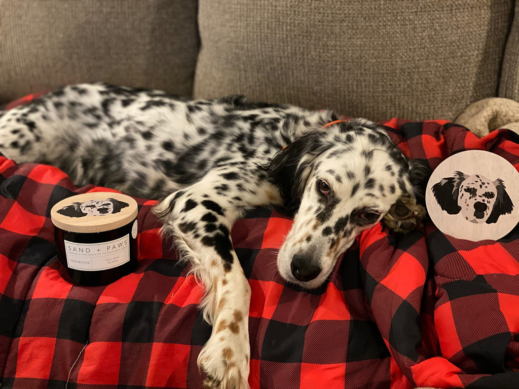 + Paws Scented Candle - Fresh Jasmine - Additional Scents and Sizes -Luxurious Air Freshening Jar Candles Neutralize
