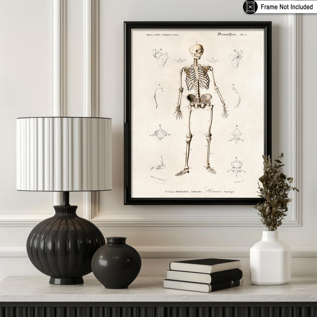 Master Vintage Human Skeleton Poster - Retro Anatomical Print - Illustration Art - Medical Art - Gift for Men & Women
