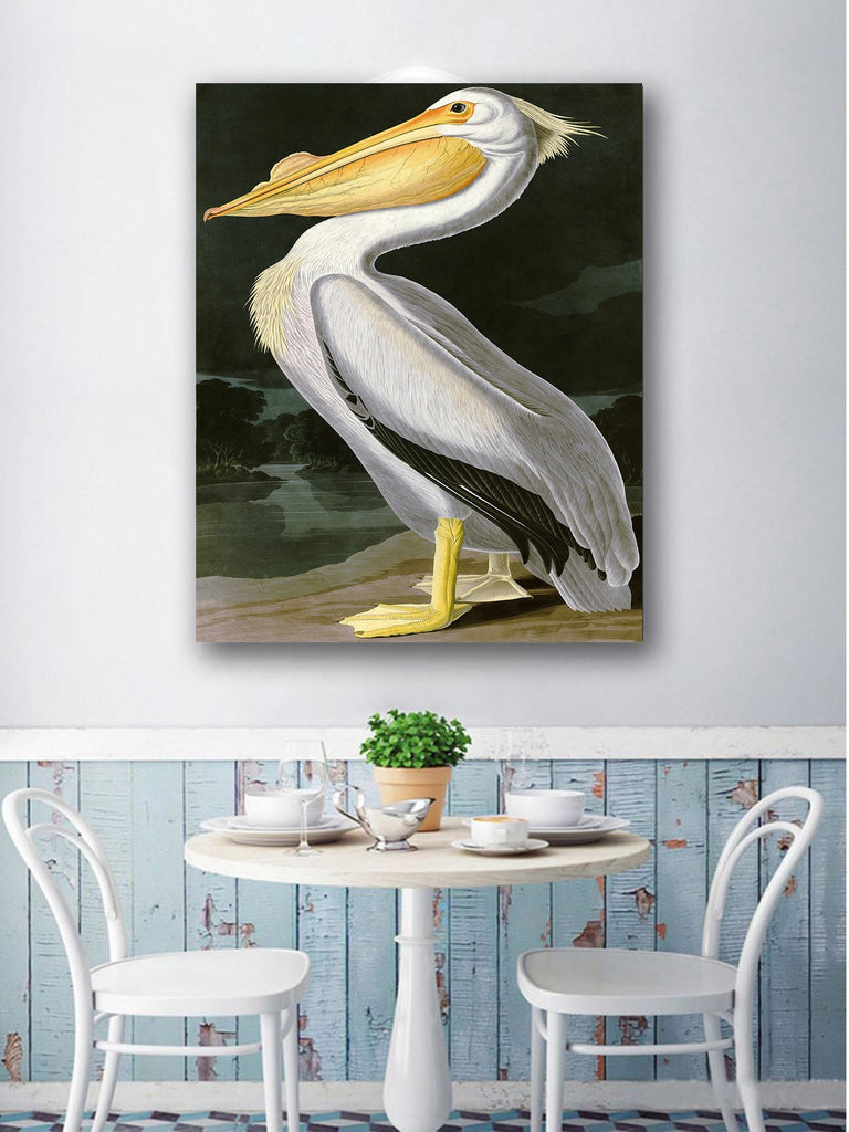 ART - American White Pelican, by John James Audubon. The Birds of America Reproductions. Giclee Print Acrylic Coating