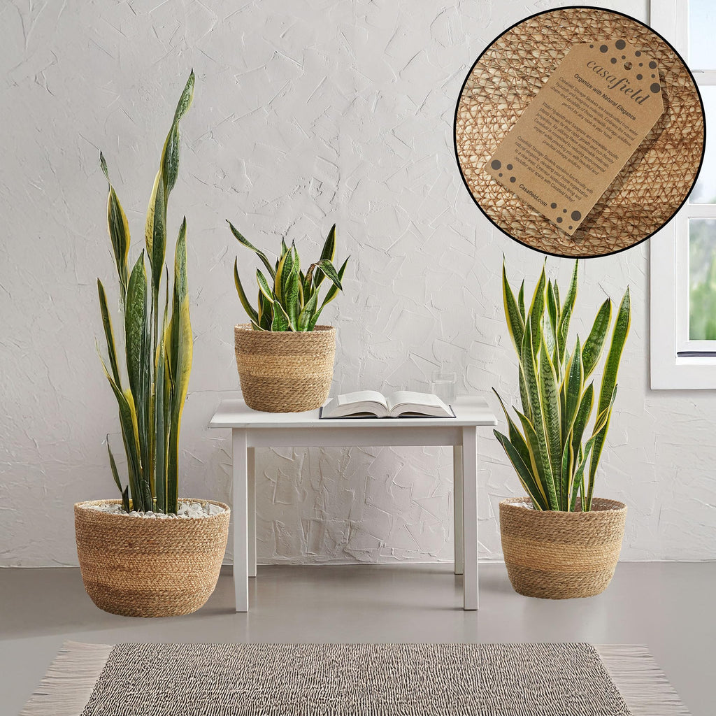 Set of 3 Seagrass Planter Baskets with Liners - Two-Tone, Hand Woven Indoor Flower Pot Covers for Plants, Succulents