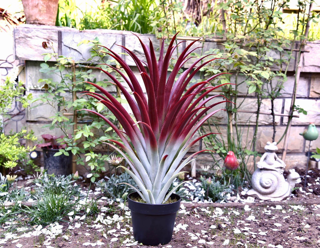 Hyper Realistic Big Red Artificial Aloe Vera Plant 26 Inches Tall. Large Faux Agave in Matte Black Pot.