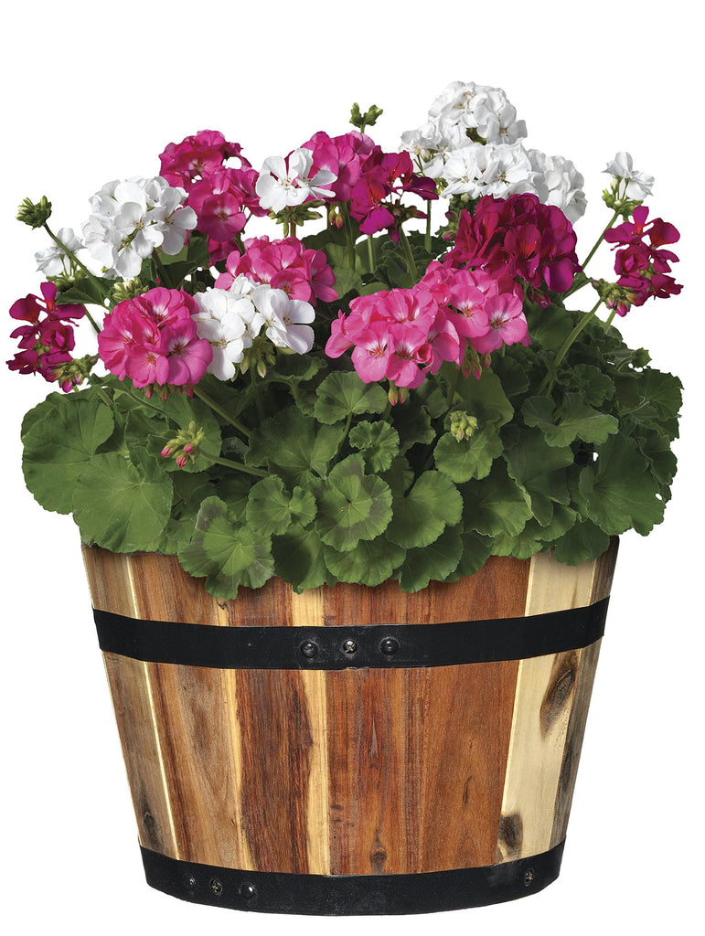 Whiskey Barrel Planter, Wooden Garden Pot, Set of 3, Acacia