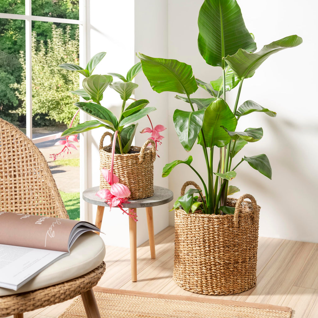 Seagrass 33, Basket Planter/Basket Planter/Basket Pot with Seagrass Handles, Colour: Groove, 35 cm Diameter, 31 cm