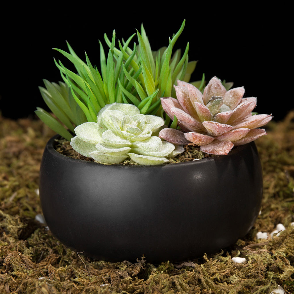 Mini Assorted Artificial Succulent Plants Black Ceramic Planter Bowl