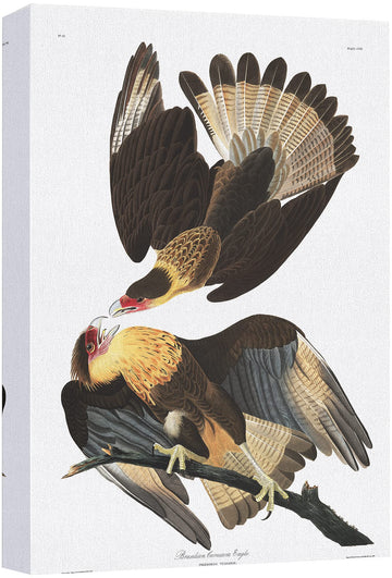 Canvas Print Wall Art Brazilian Caracara Eagle by John James Audubon Animals Birds Illustrations Modern Art Rustic