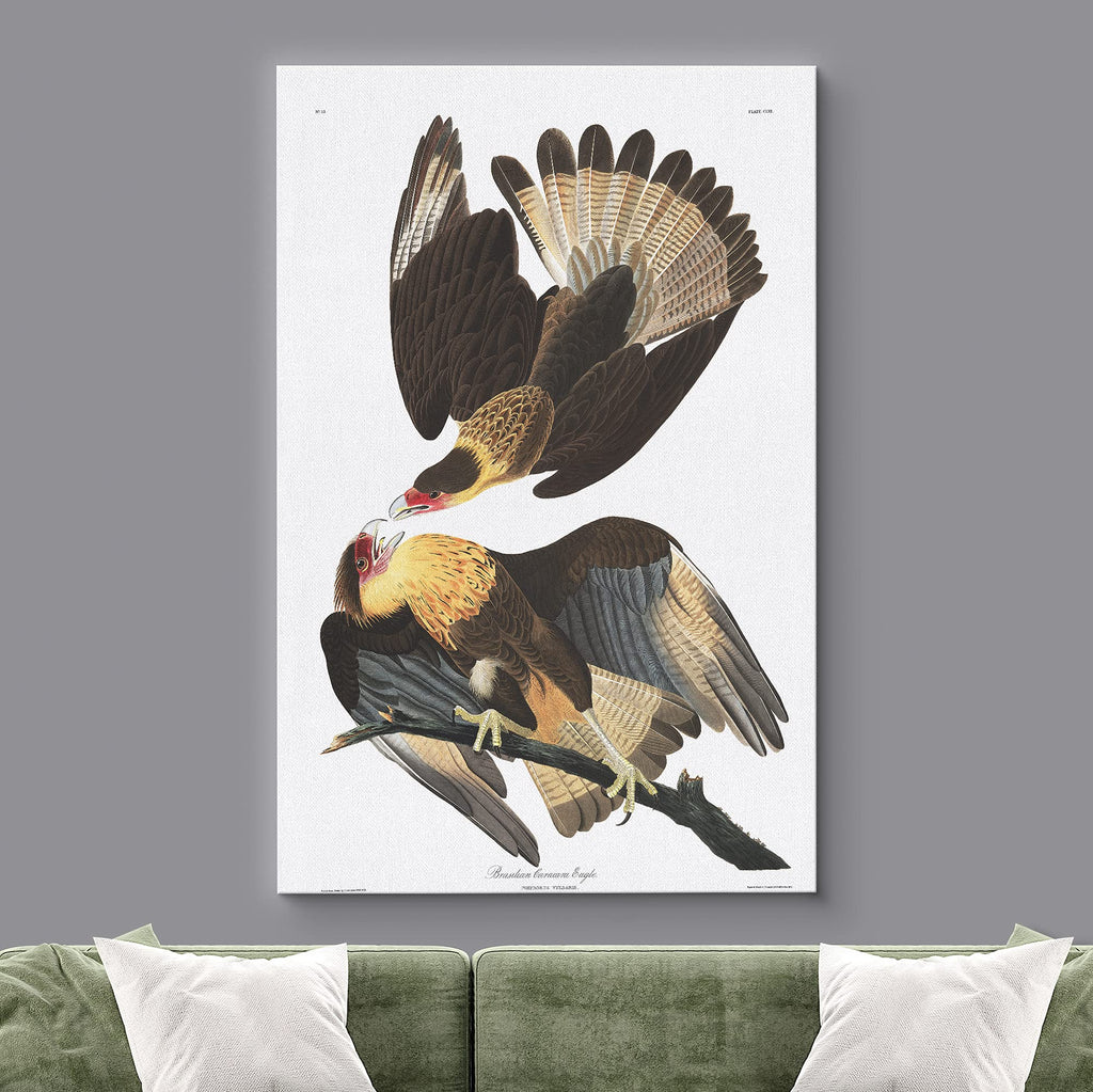 Canvas Print Wall Art Brazilian Caracara Eagle by John James Audubon Animals Birds Illustrations Modern Art Rustic