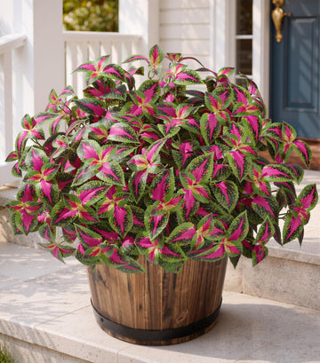 Artificial Coleus Plants Outdoor 5 Pcs (Red)