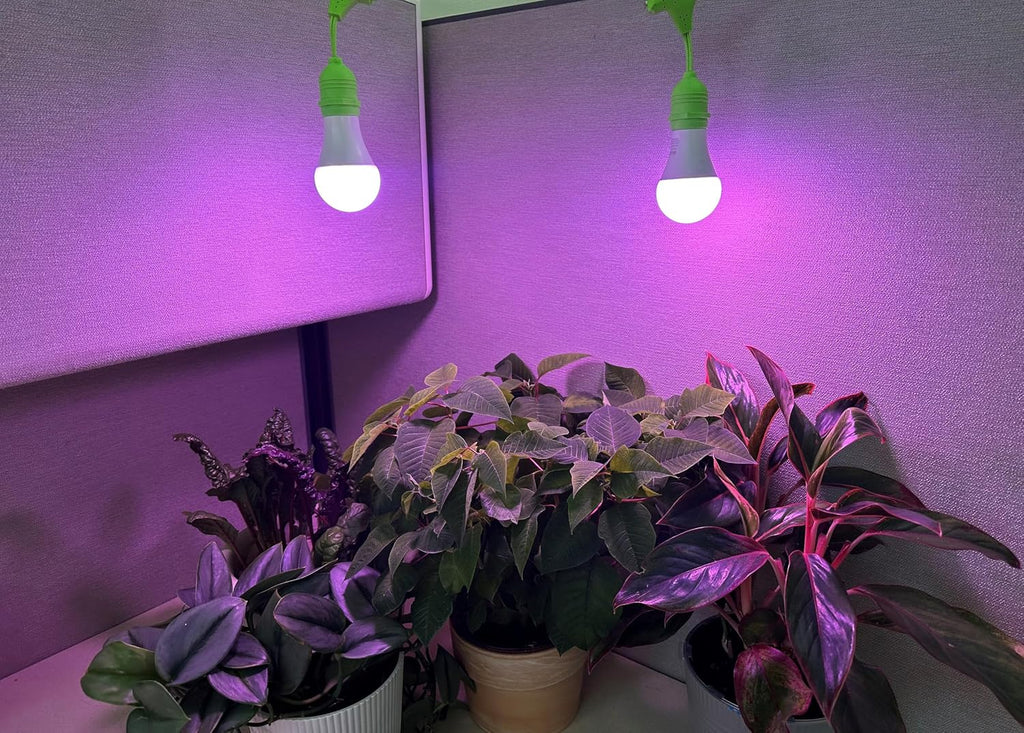 Purple Spectrum Ultra Grow Light Bulb for Pet Greens